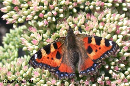kleine vos op sedum