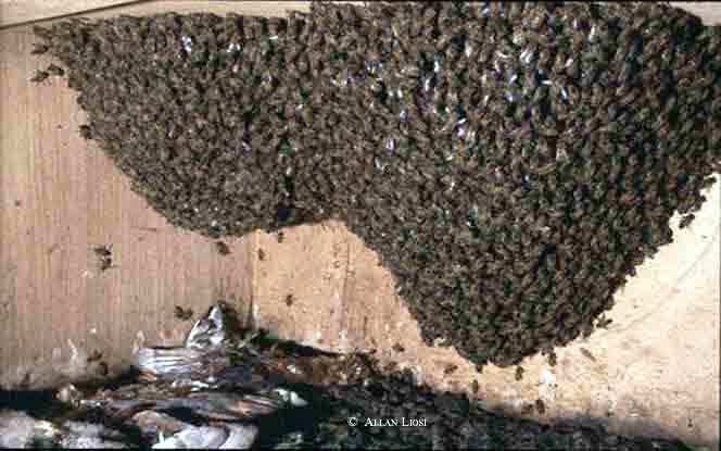 Bijen in de kast © A.M. Liosi