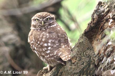 steenuil ad op knotwilg tiel april89