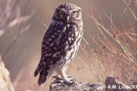 steenuil ad op steen aug93 monegros-sp