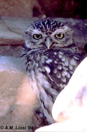 Steenuil ad op stenenmuur aug04 La Crau-Frankrik